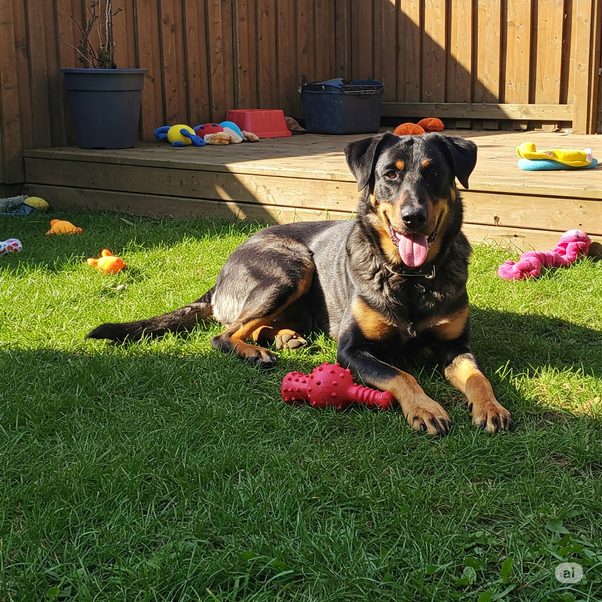 ๐ Beauceron in a home environment